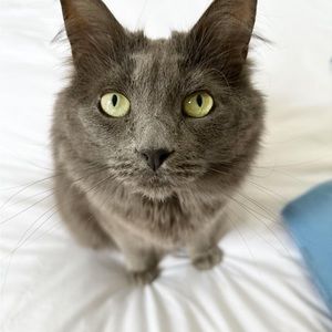 Cat for sale anyone?